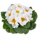 Bild von Primula P10.5 Kleurtonend White